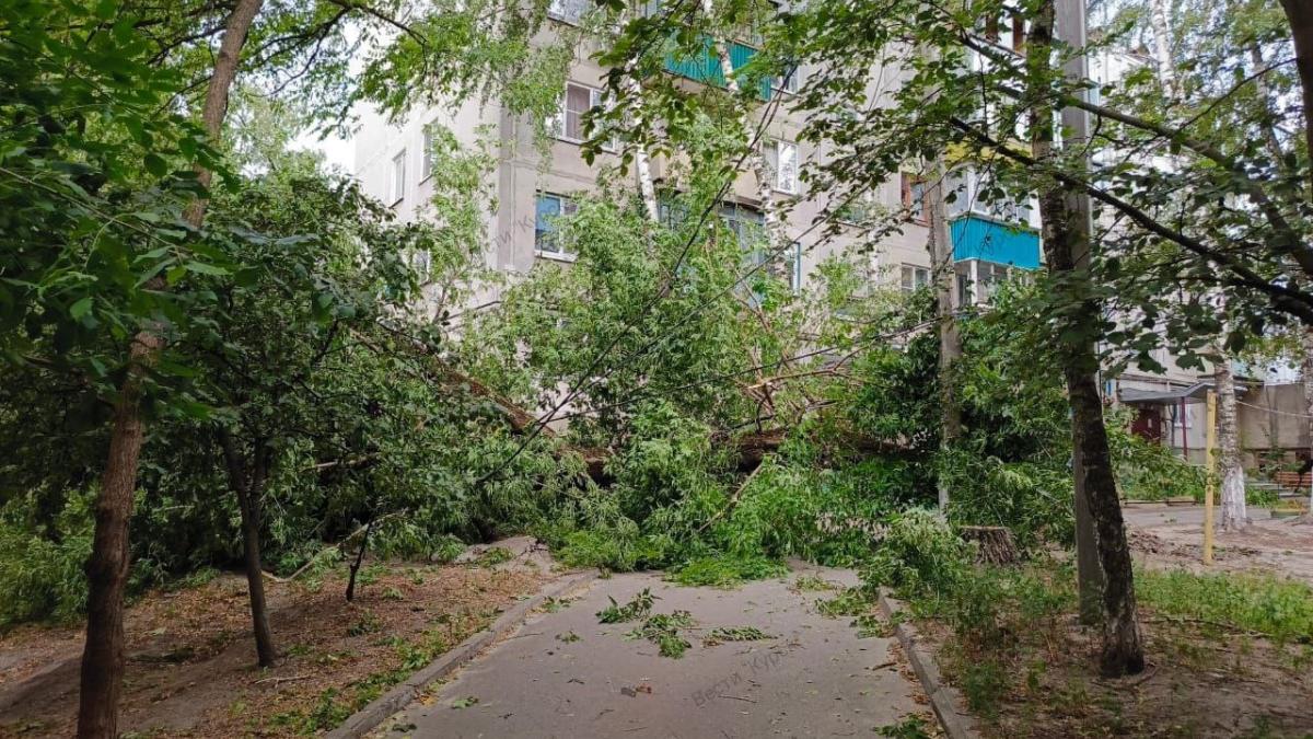 В Курске штормовой ветер валил деревья | ГТРК «Курск» - Новости Курска ...